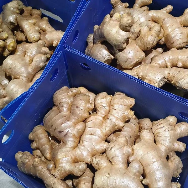 Le marché du gingembre frais adopte l'amélioration de la qualité