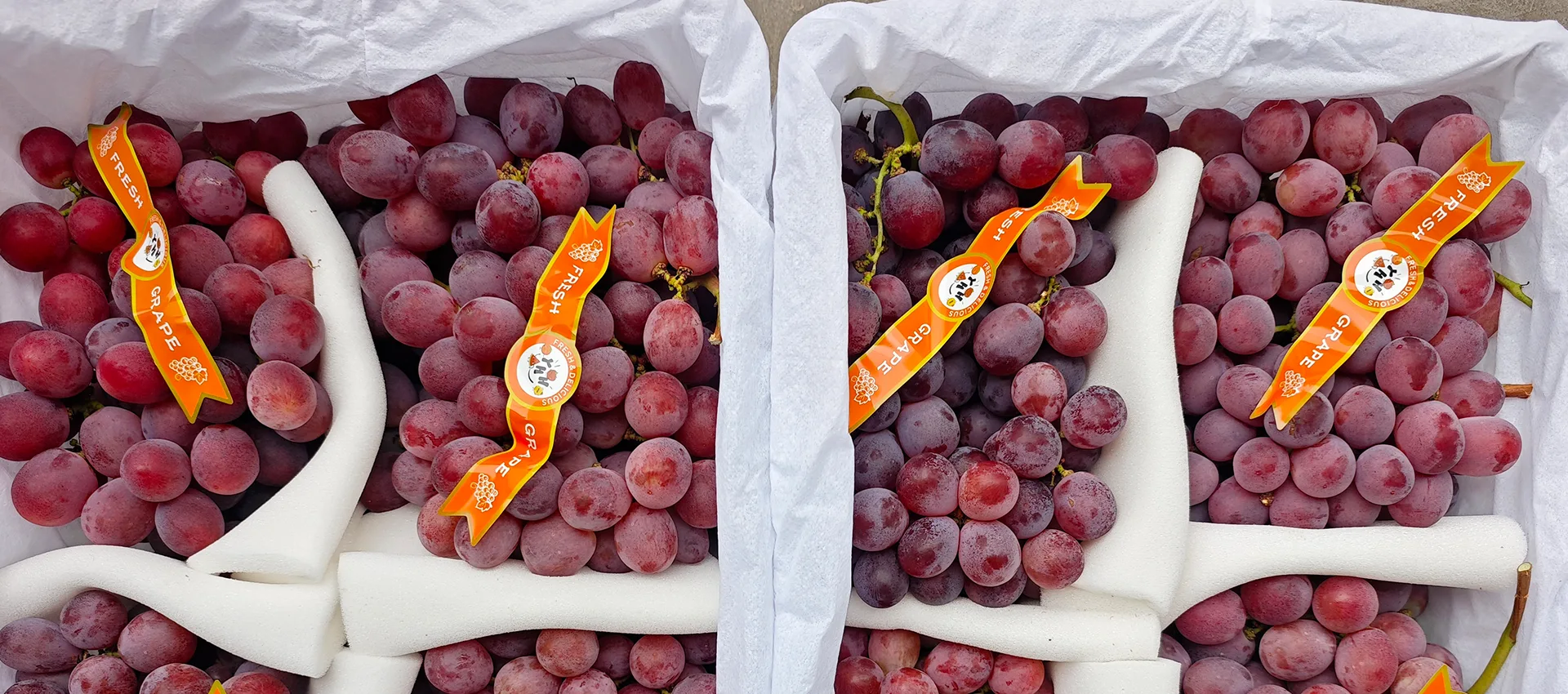 Fournisseur de raisins frais de qualité supérieure en Chine