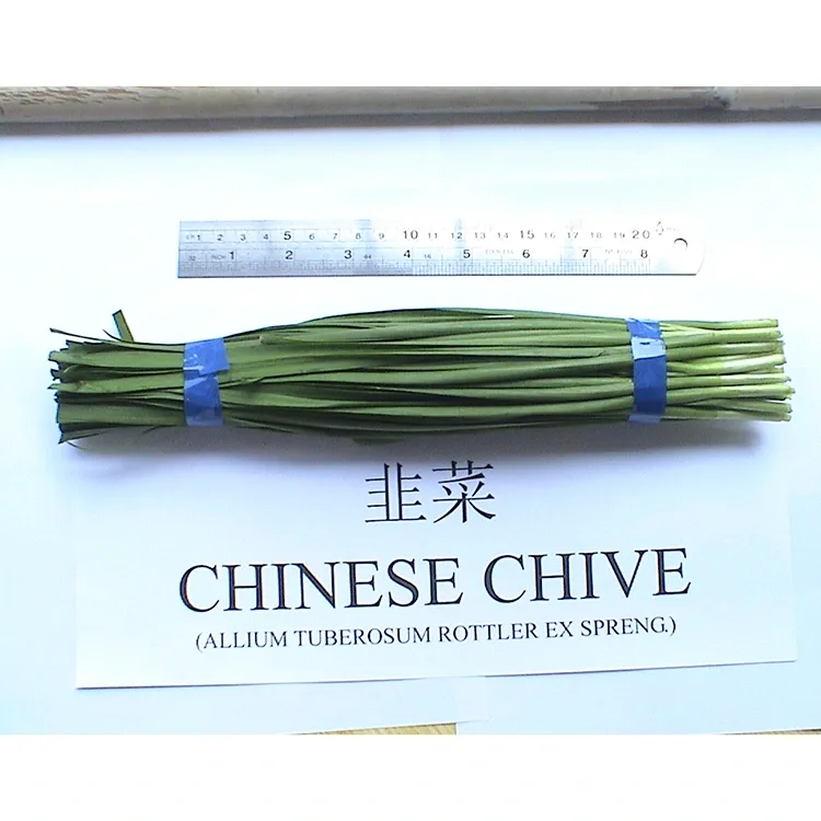 Pourquoi la ciboulette chinoise fraîche de la ferme est-elle largement utilisée dans la cuisine asiatique ?