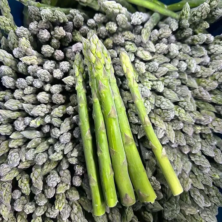 Asperges vertes surgelées sélectionnées pour un service alimentaire et un approvisionnement constant en ingrédients