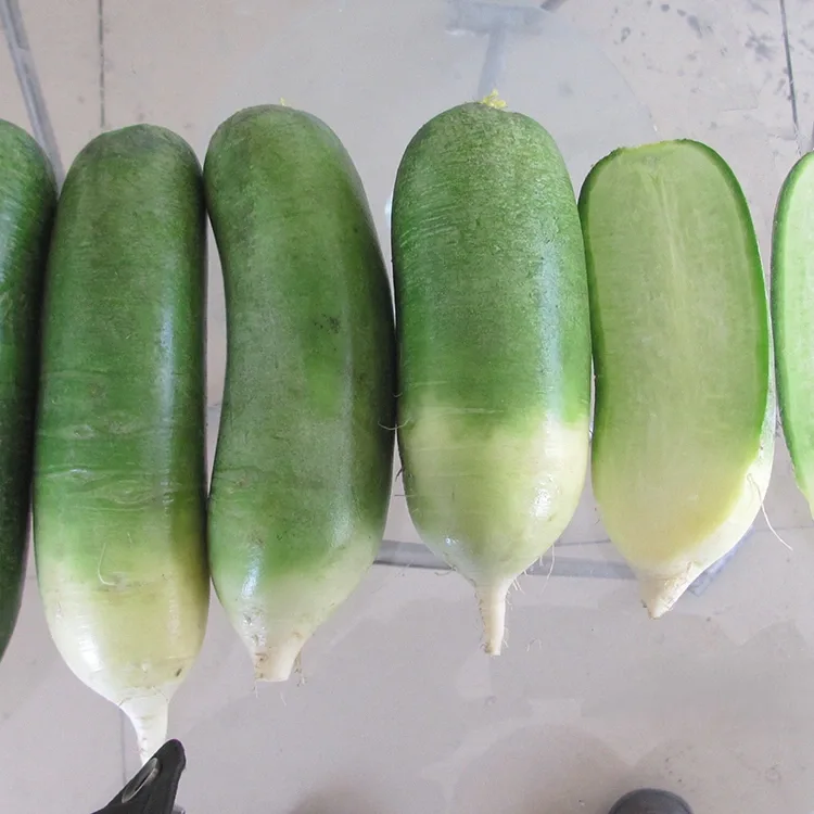 Radis vert croquant