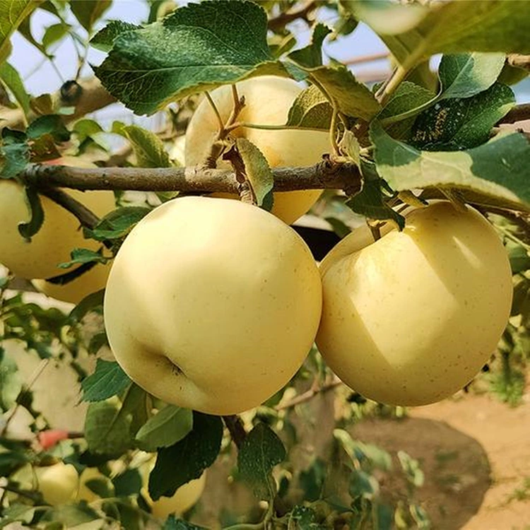Pommes fraîches et délicieuses dorées
