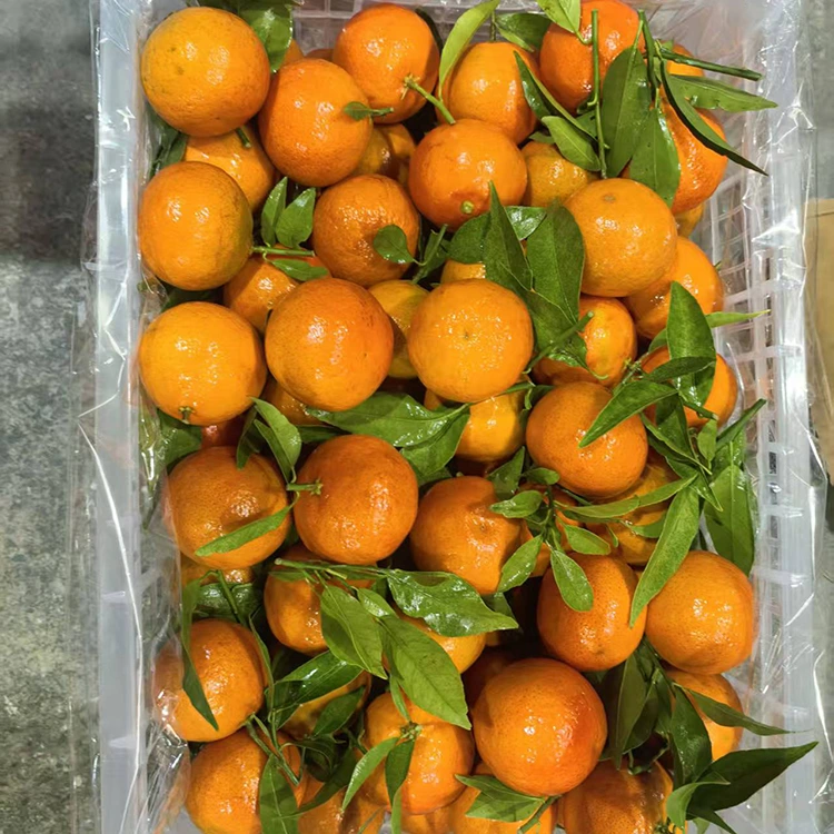 Mandarine Mashui Fraîche