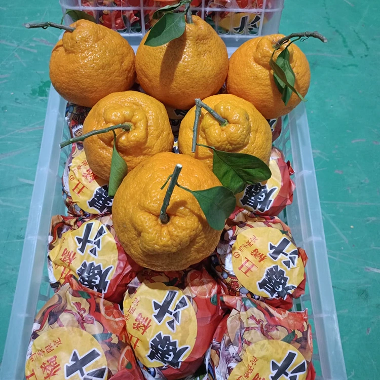 Mandarine Shiranui fraîche