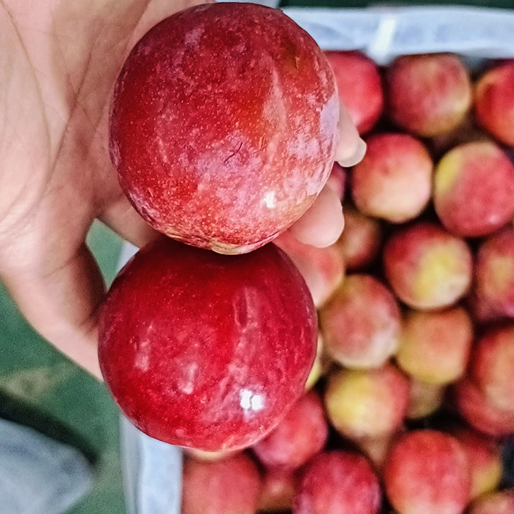 Prune Meiyi rouge douce et fraîche