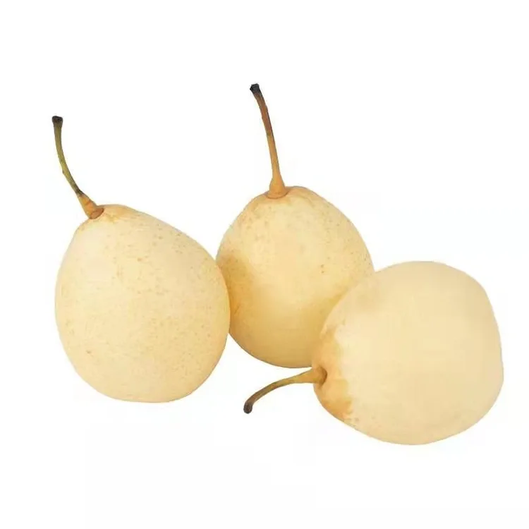 Poire Ya fraîchement récoltée