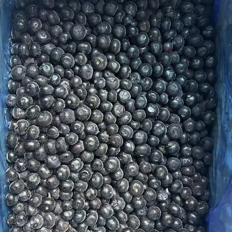 Bleuets surgelés Bleuets IQF de qualité supérieure
