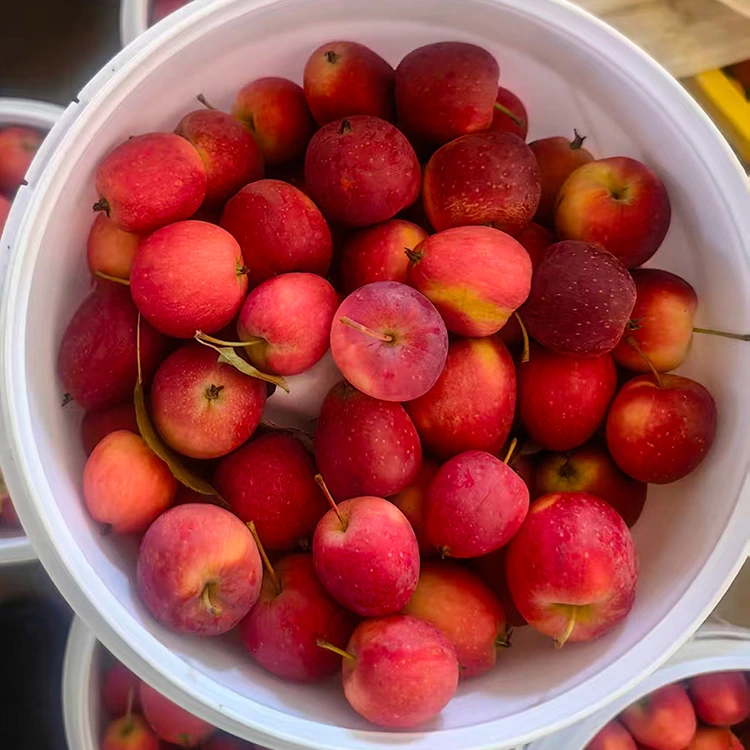 Pomme cerise chinoise de nouvelle récolte de haute qualité