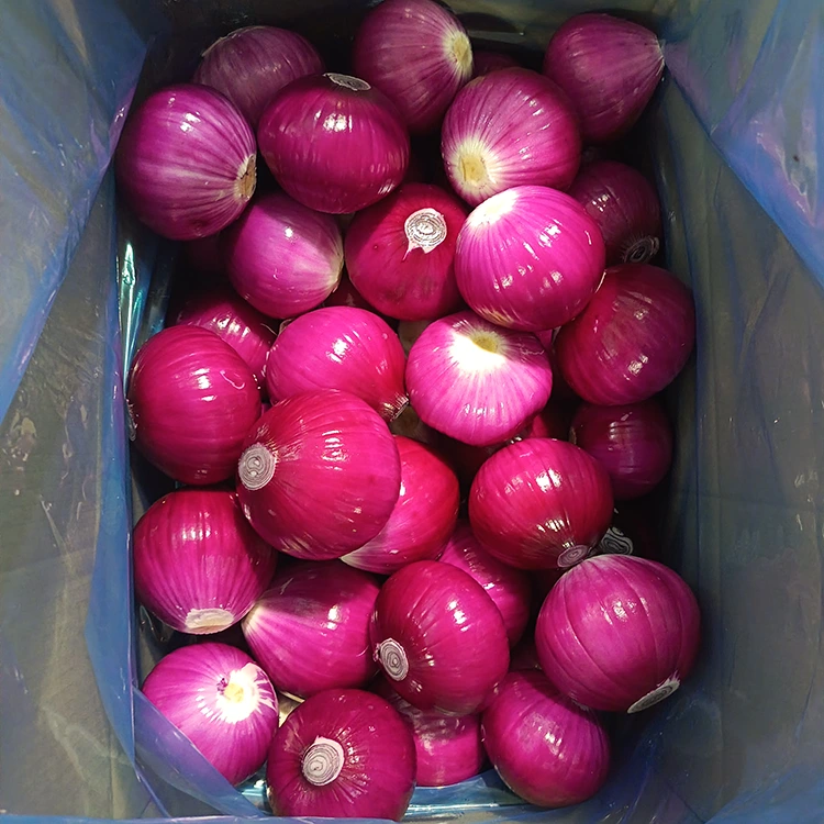 Oignons pelés de haute qualité