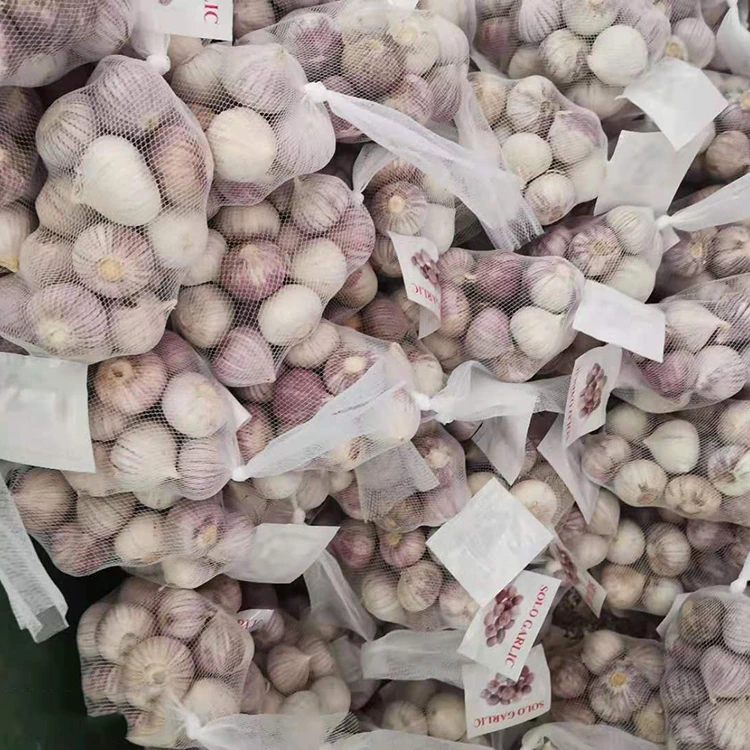 Ail à une seule gousse de haute qualité