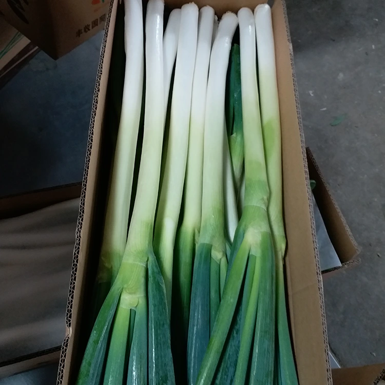 Oignons verts cultivés naturellement