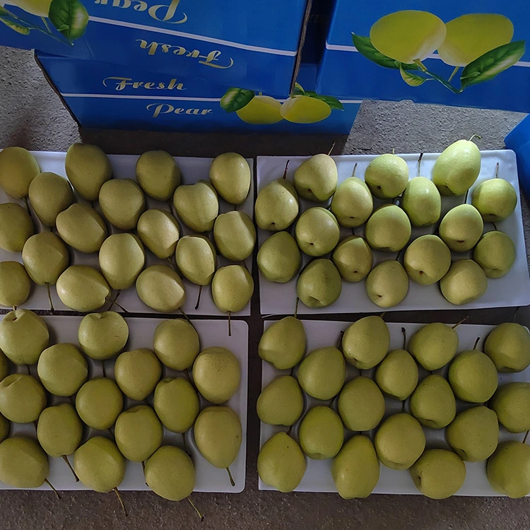 Poires du Shandong naturellement sucrées
