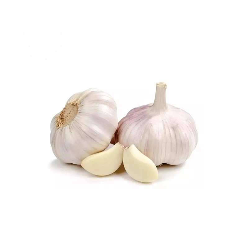 Ail blanc normal ferme et dodu de première qualité