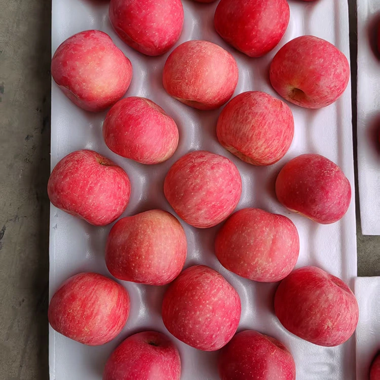 Pommes Fuji fraîches de première qualité