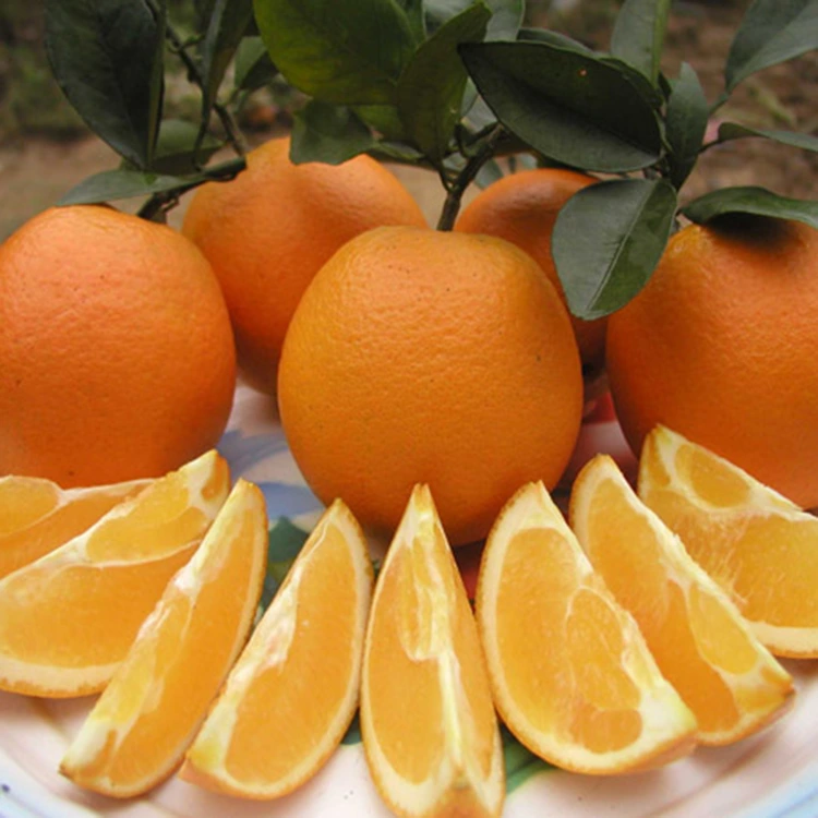 Oranges nombril douces et juteuses de première qualité