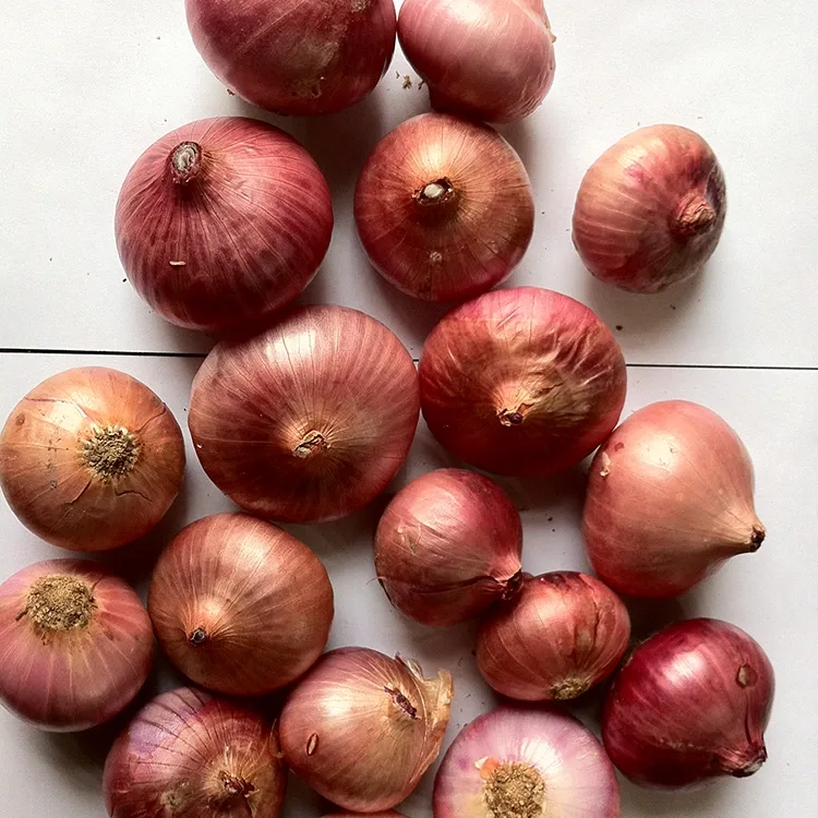 Oignons rouges frais de première qualité