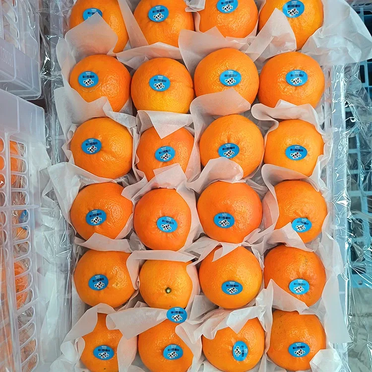 Mandarines Wogan douces et fraîches de qualité supérieure