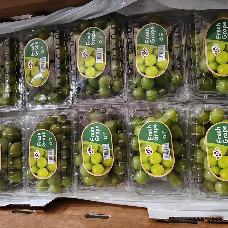 Raisins muscat frais et brillants sélectionnés