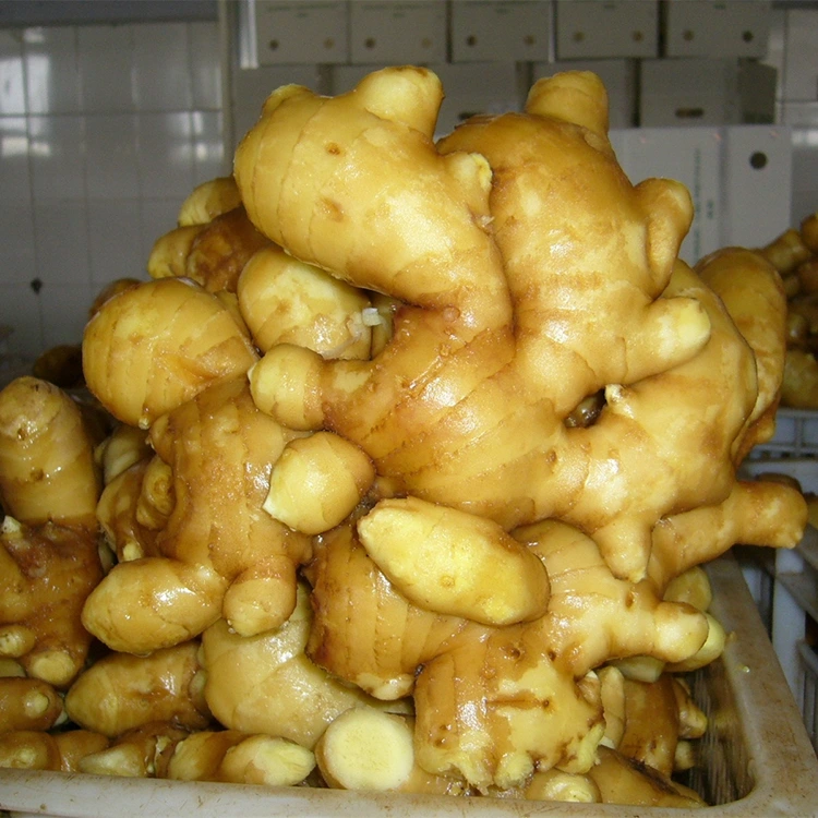 Gingembre Aromatique Frais Épicé