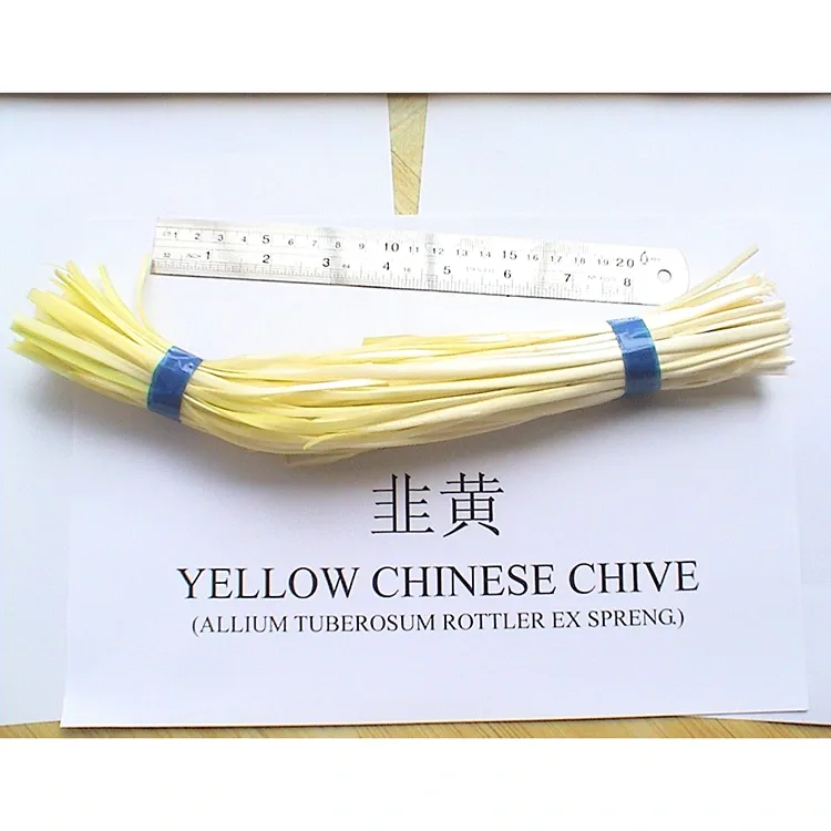 Ciboulette jaune tendre